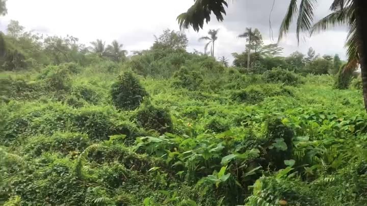 Đất nông nghiệp 3142m² ấp 2, xã Nhị Bình, Hóc Môn - Pháp lý rõ ràng, giá tốt!