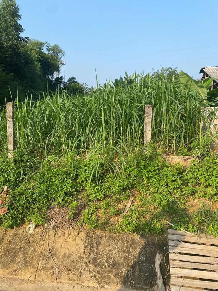 Đất nền mặt đường Quốc lộ 70B, Thắng Sơn, Thanh Sơn - 125m² giá chỉ 1 tỷ - Cơ hội đầu tư tuyệt vời!