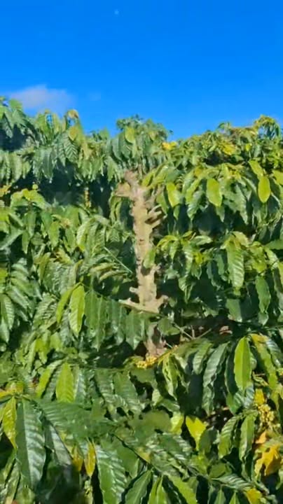 Lô rẫy 2ha gần trung tâm Tuy Đức giá chỉ 5.3 tỷ - Tiềm năng sinh lời cao!