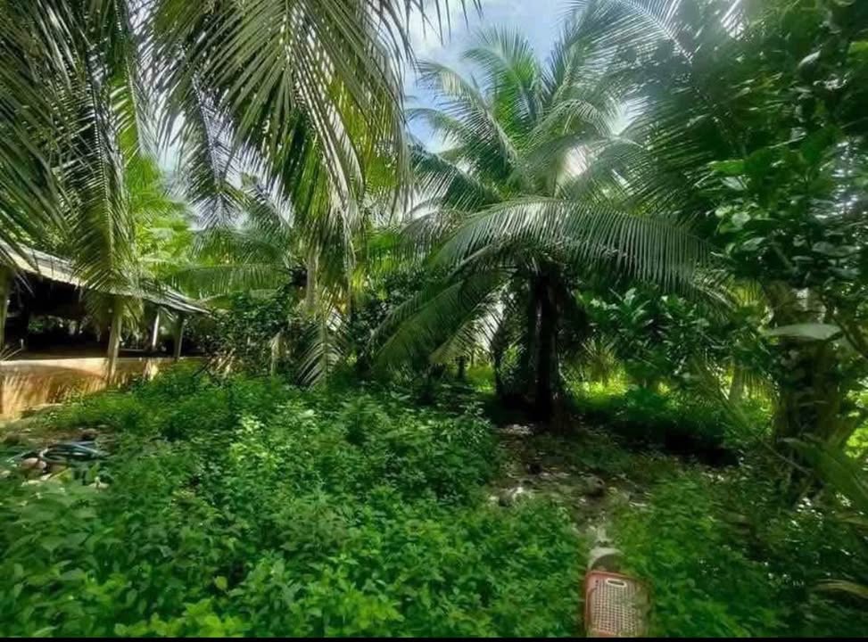 Đất Farm mặt tiền ĐT173, xã Phong Nẫm, 2650m² chỉ 6.625 tỷ - Cơ hội đầu tư vàng!