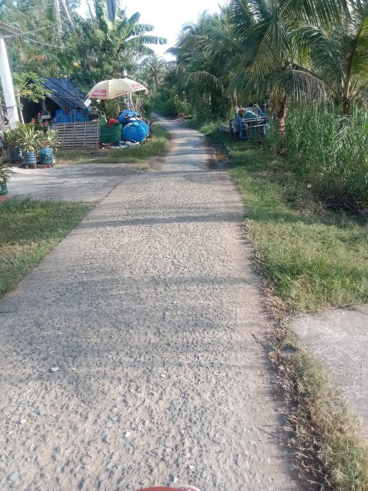 Farm 1,6 công tại Định Trung, Bến Tre giá chỉ 500 triệu - Cơ hội đầu tư sinh lời!