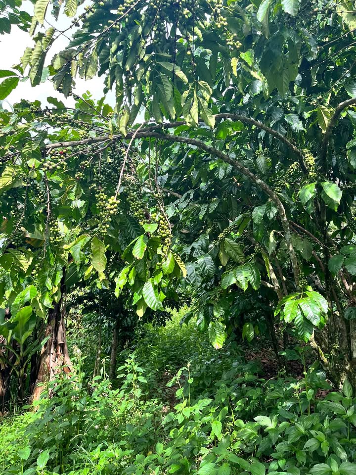 Đất Lộc Đức Bảo Lâm 3240m² giá 960 triệu - Mặt đường bê tông, đầu tư sinh lời!