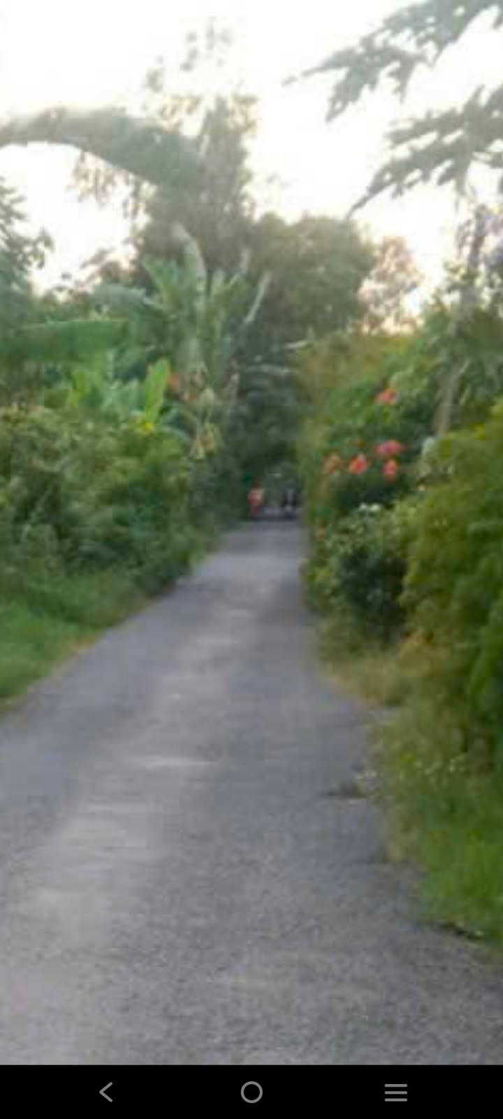 Đất thổ cư 15m mặt tiền tại Lai Vung Đồng Tháp 3 công - Giá chỉ 1.65 tỷ!