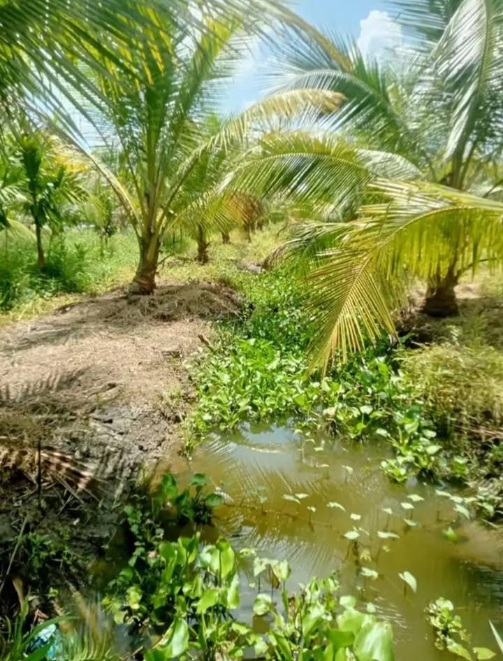 Farm vườn dừa xã Tân Bình, Càng Long 10.818m² giá 1.73 tỷ - Tiềm năng phát triển lớn!