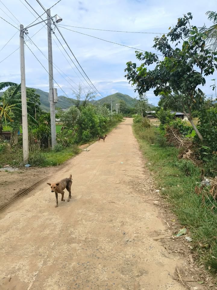 Đất Cư Pui Krông Bông 360m² giá 295 triệu - Sổ hồng chính chủ, vị trí đẹp!