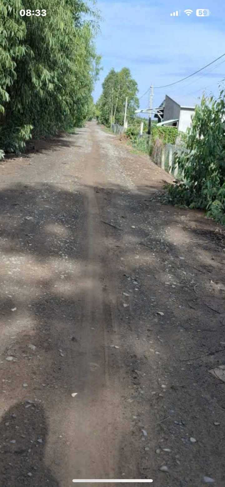 Farm 13 công tại Thạnh Tân, Tân Phước giá 2.6 tỷ - Đang cho trái ổn định!