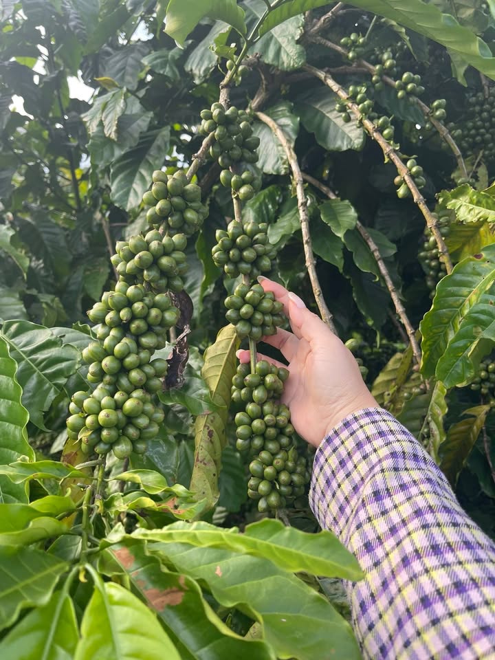 Đất nền Phú Hội Đức Trọng 155m² giá 1.2 tỷ - Khu dân cư đông đúc tiện ích đầy đủ!