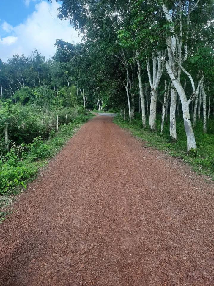 Đất nền Dầu Tiếng Bình Dương 1078m² giá 1 tỷ - Đầu tư sinh lời ngay!