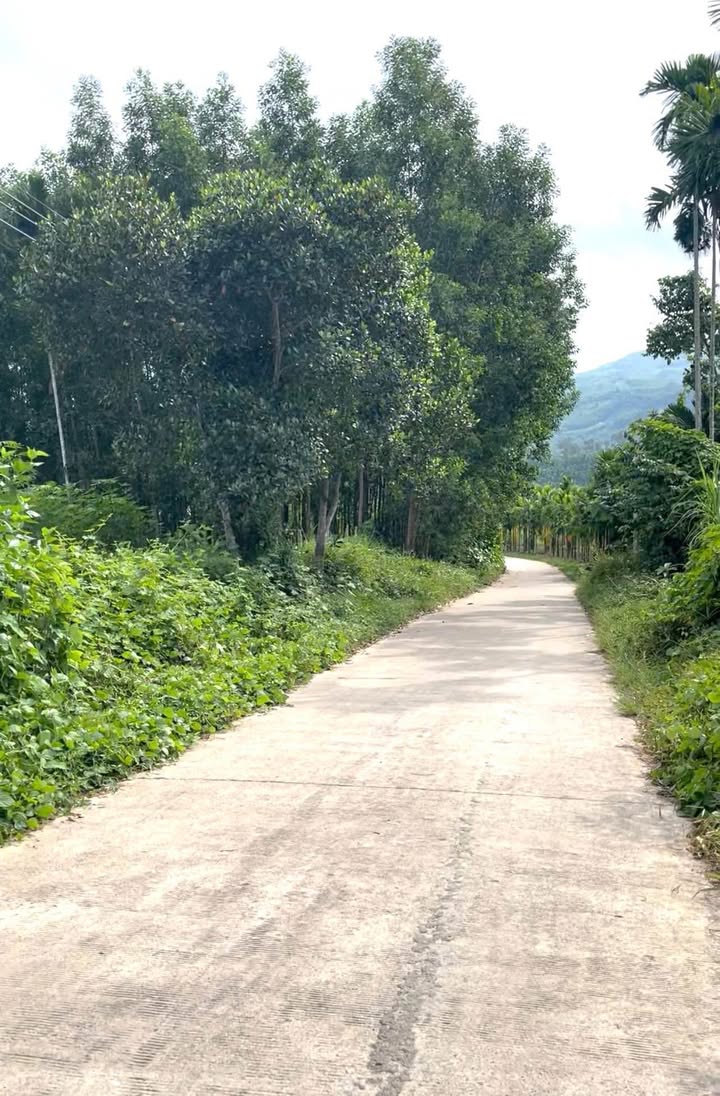 Đất nền Nghĩa Thắng Tư Nghĩa 1000m² giá 600 triệu - Cơ hội đầu tư tuyệt vời!