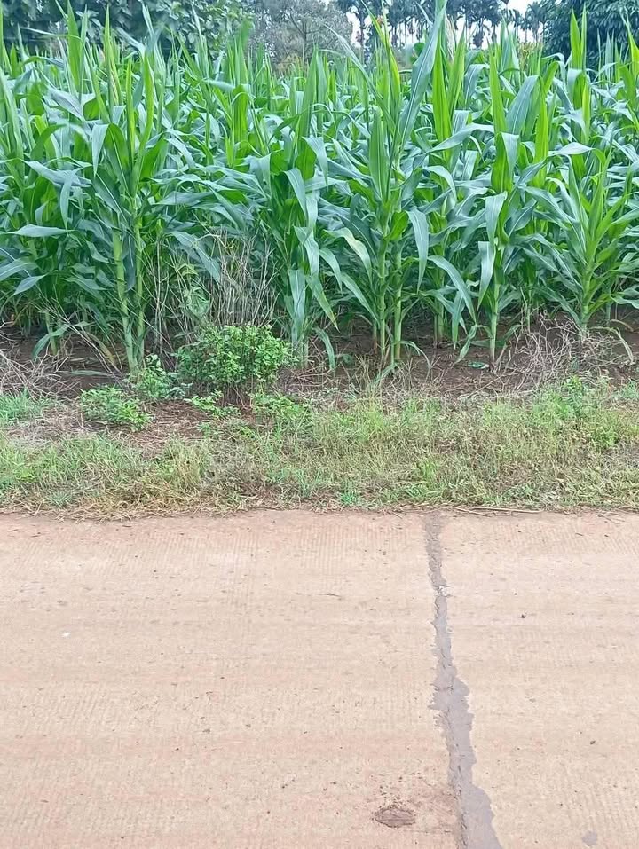 Đất thổ cư Đắk N'Drót 300m² giá 600 triệu - Sổ đỏ chính chủ, đầu tư sinh lời!