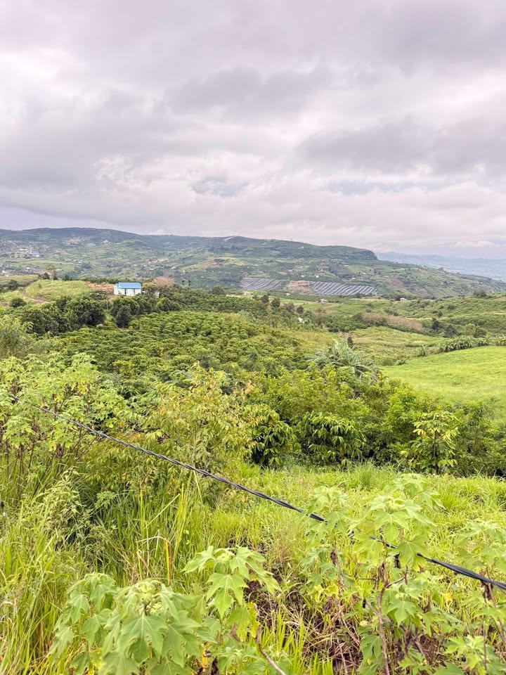 Đất nông nghiệp 2.7ha Tân Hà, Lâm Hà - Giá chỉ 5.13 tỷ, đầu tư sinh lời!