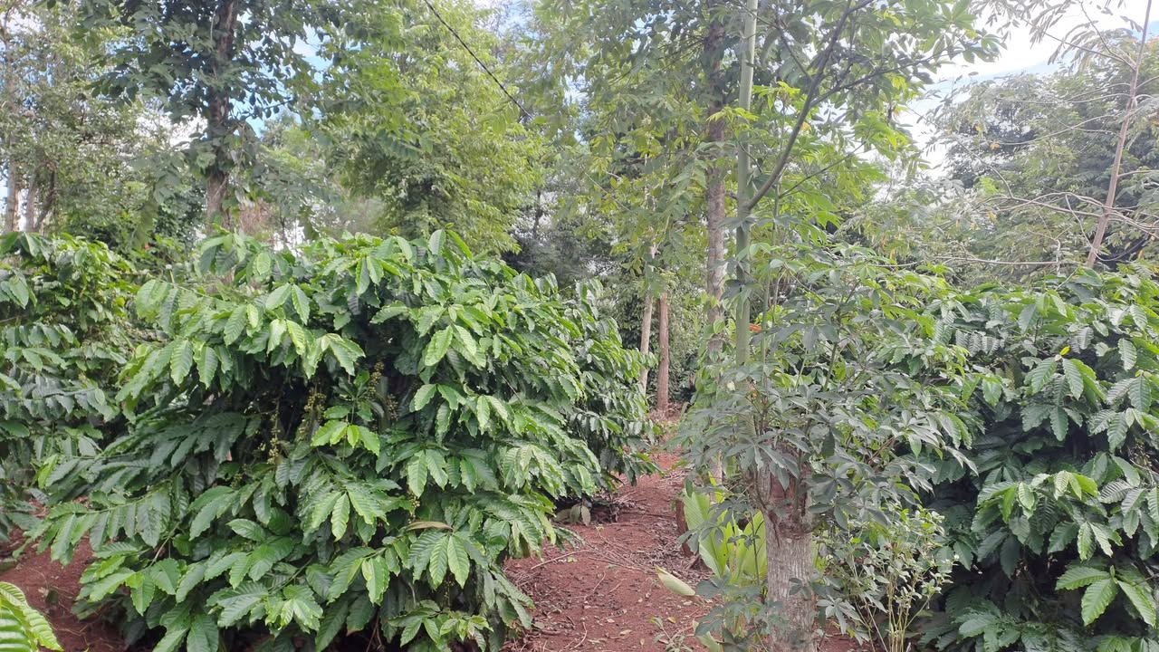 Farm 4 sào cà phê Xuân Phú, Ea Kar - Đường thông tứ hướng, điện nước đầy đủ!