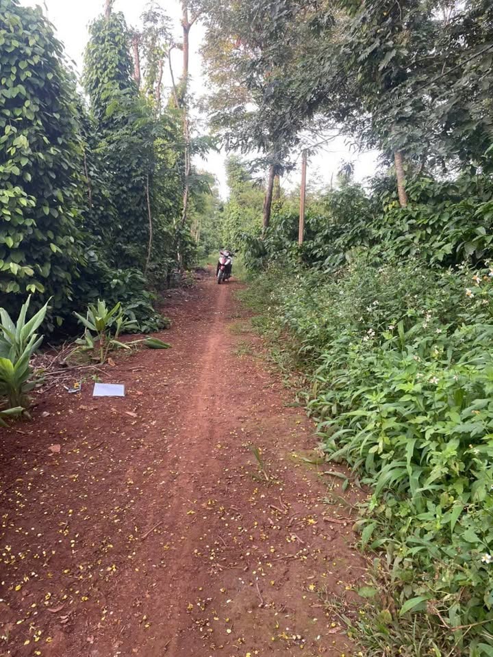 Đất nền phường Tân An 3082m² giá 3 tỷ - Đầu tư lâu dài, vị trí đẹp!