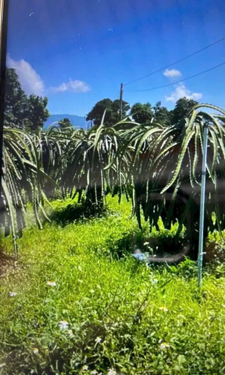 Đất nền đẹp tại Hàm Hiệp, Hàm Thuận Bắc, 120m² - Đầu tư sinh lời tốt!