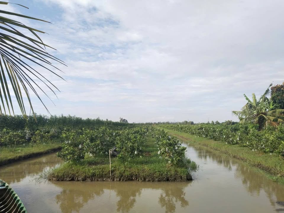 Bán vườn ổi 6.281m² tại Trường Xuân, Thới Lai - Đầu tư sinh lời lý tưởng!