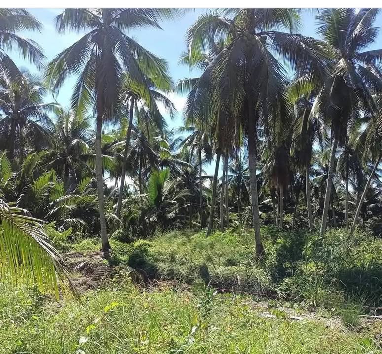 Đất nền 500m² tại xã Thới Lai, Bình Đại chỉ từ 270 triệu - Đầu tư sinh lời ngay!