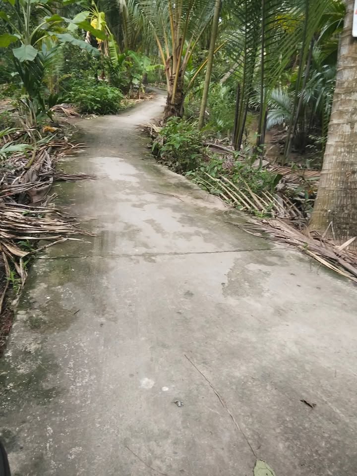 Đất vườn dừa 3793m² xã Long Mỹ, huyện Giồng Trôm giá 1.45 tỷ - Cơ hội đầu tư tuyệt vời!