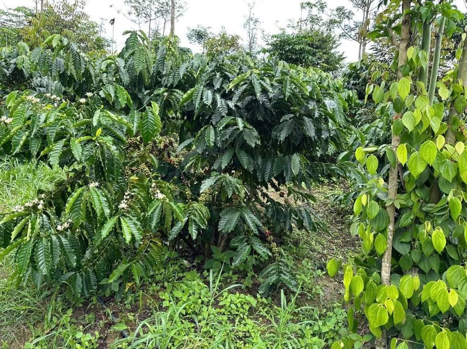 Lô rẫy 2,6ha tại Đắk Ha, Đắk Glong - Giá chỉ 1,6 tỷ, đầu tư sinh lời!