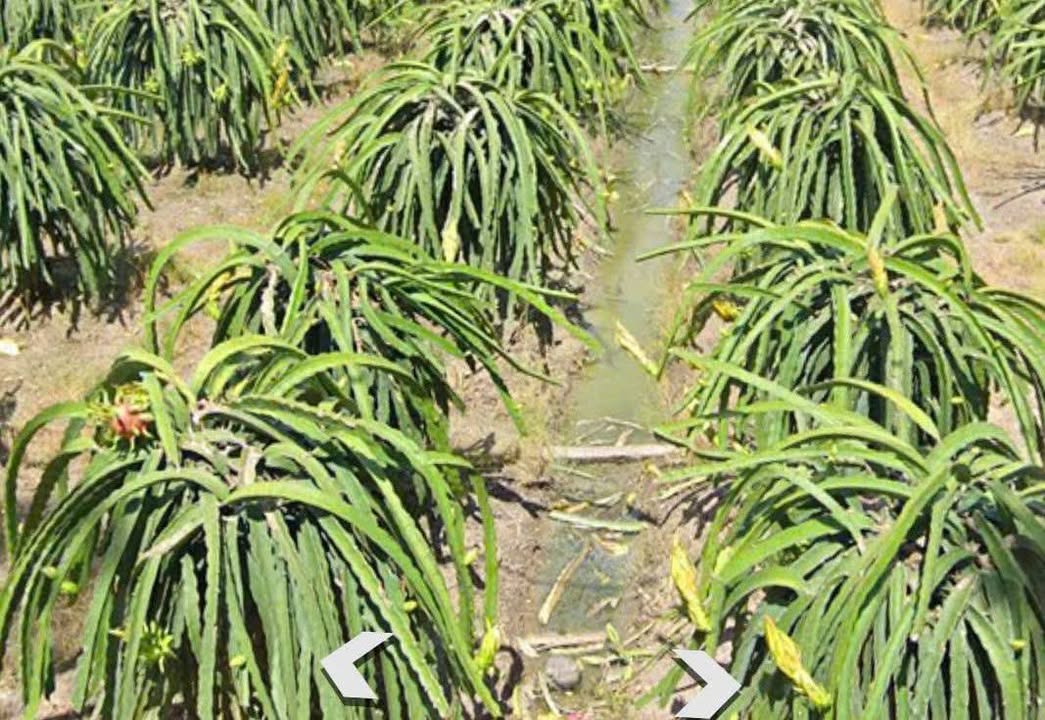 Đất nền Mỹ Tịnh An Chợ Gạo 1500m² giá 800 triệu - Cơ hội đầu tư hấp dẫn!