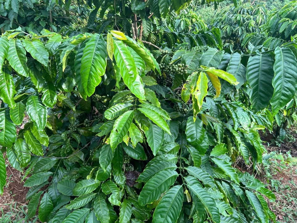 Đất nông nghiệp 8000m² tại thôn 5 Trường Xuân giá 1.17 tỷ - Đầu tư sinh lời ngay!