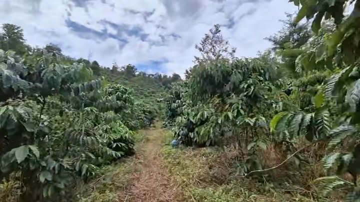 Farm 4ha Quảng Sơn Đắk Nông giá 6.1 tỷ - Đầu tư sinh lời từ vườn cafe sầu riêng!