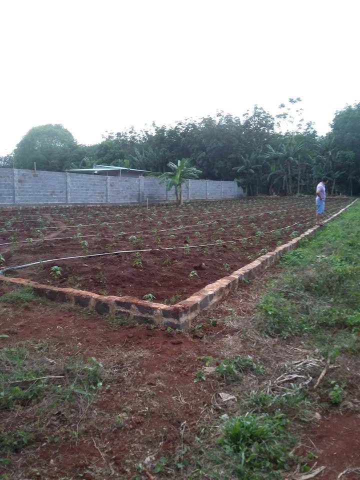 Đất nền khu biệt thự Long Phước 901m² giá 5.2 tỷ - Cơ hội đầu tư hấp dẫn!