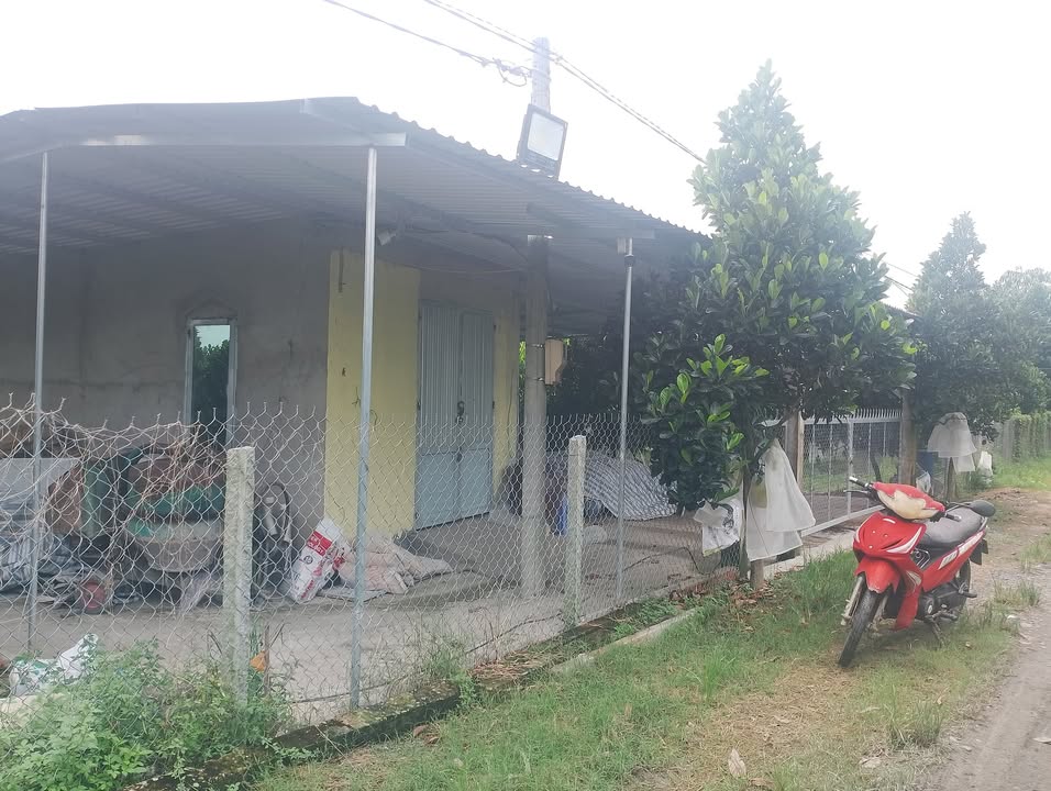 Đất vườn mít ruột đỏ 11 công tại Tân Hội Trung - Chỉ 3.8 tỷ