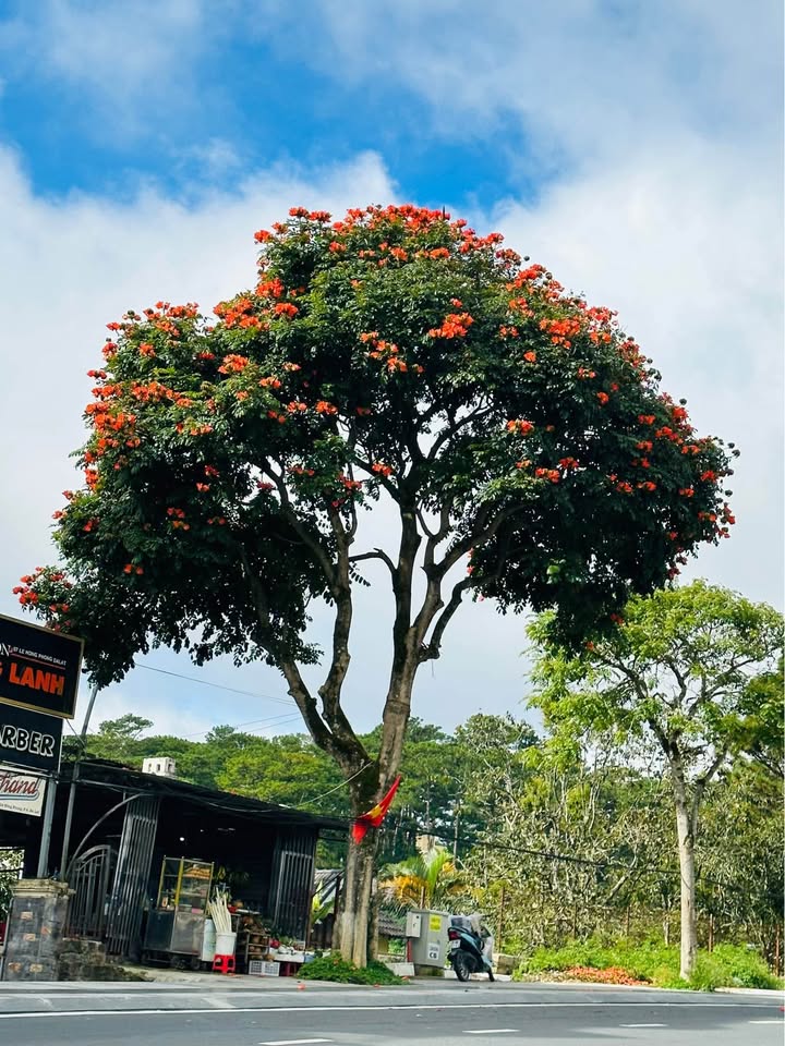 Bán gấp nhà Mạc Đĩnh Chi Đà Lạt 107m² chỉ 6.9 tỷ - Ô tô vào tận nhà!