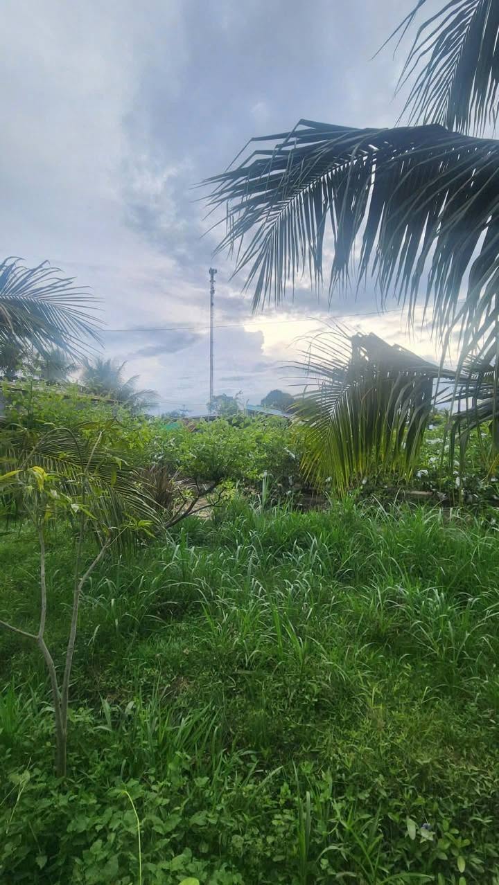 Đất nông nghiệp Văn Hải 500m² giá 1 tỷ - Hướng Đông, gần bệnh viện