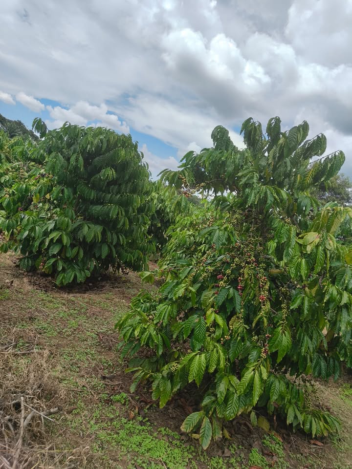 Đất nền 360m² Trúc Sơn giá 576 triệu - Nhà chòi điện nước đầy đủ!