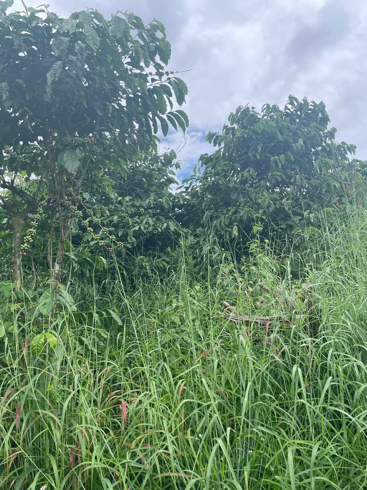 Đất thổ cư 35.000m² tại thôn 8, xã Trường Xuân - Giá chỉ 3.5 tỷ VND