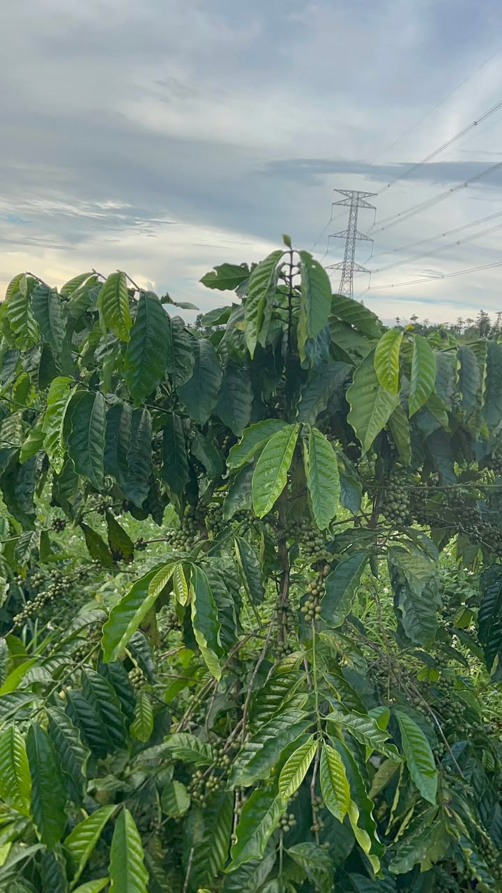 Đất nền 6 xào 5 tại Nam Bình, Đắk Song chỉ 850 triệu - Đầu tư sinh lời ngay!