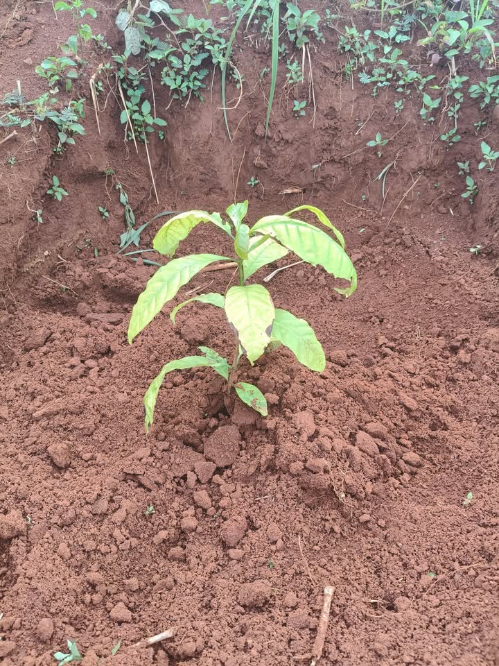 Đất nền Quảng Phú Krông Nô 15000m² giá 1.5 tỷ - Sổ đỏ chính chủ, ô tô vào tận nơi!