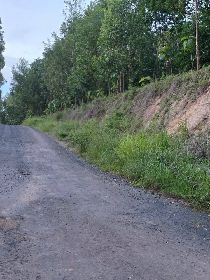 Đất nền 1ha tại Ea Ral, Ea H'leo chỉ 1 tỷ - Đường xe công vào tận nơi!