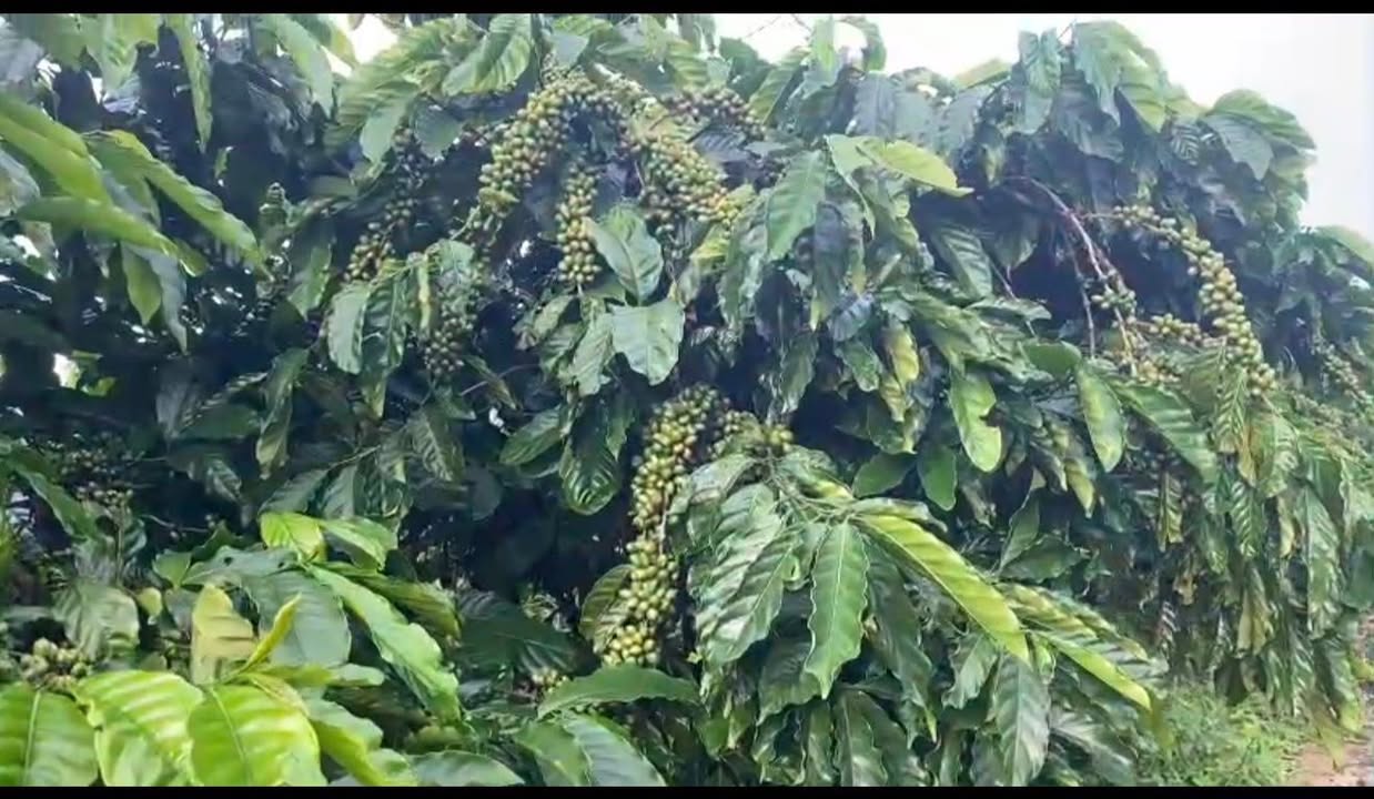 Đất nền 2.7ha tại phường Đông Gia Nghĩa - Giá 6.15 tỷ - Đầu tư sinh lời tốt!