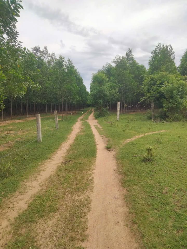 Đất trồng mì 2 Mẫu 8 tại xã Hòa Sơn, Ninh Sơn - Cơ hội đầu tư hấp dẫn!