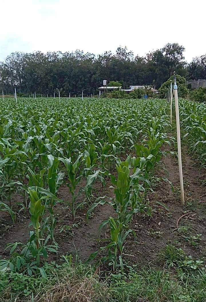 Đất Farm 4000m² tại Tân Hưng, Tân Châu - Giá 900 triệu, sổ đỏ chính chủ!