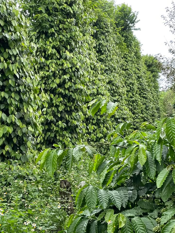 Lô đất nông nghiệp 1,5ha tại Nhân Cơ, Đắk Nông - Giá chỉ 818.4 triệu!