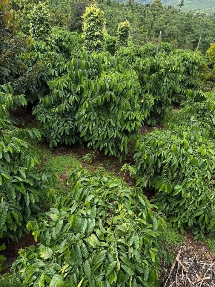 Farm đất màu mỡ 1.8ha tại Đắk Mil giá chỉ 6 tỷ - Nguồn thu gần 2 tỷ/năm!