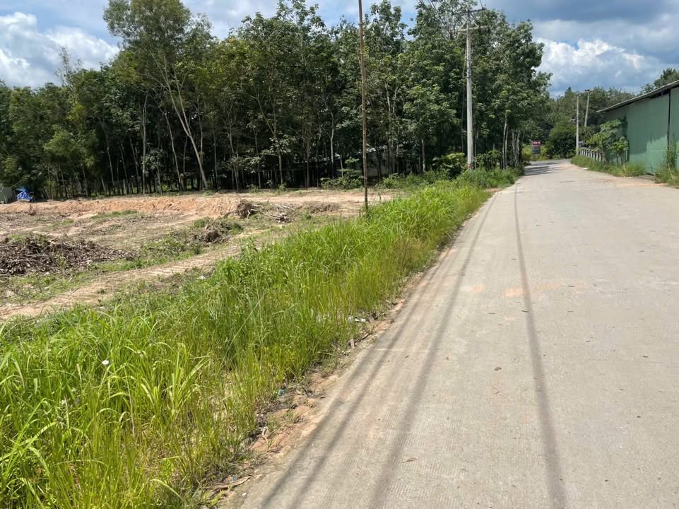 Đất SKC 2,7ha tại Phước Hòa, Phú Giáo - Đầu tư sinh lời ngay!