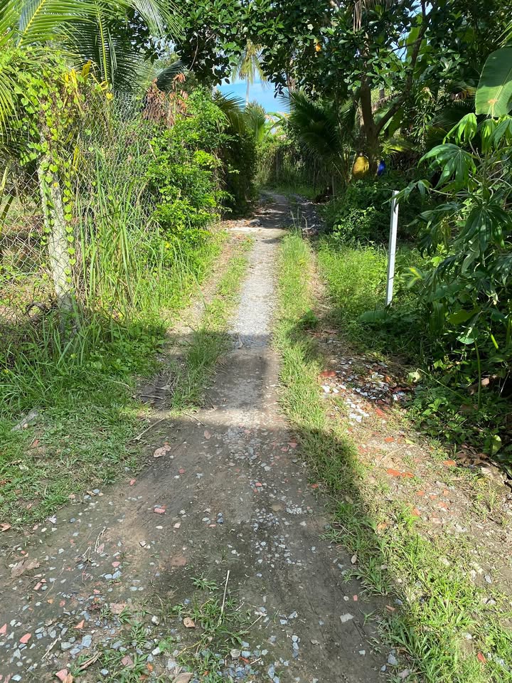 Đất vườn Hòa Nghĩa Chợ Lách 500m² giá 285 triệu - Cơ hội đầu tư hấp dẫn!