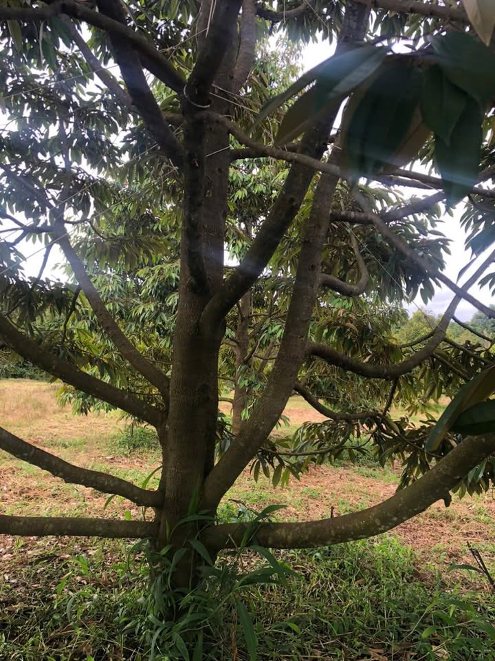 Farm 5.5ha sầu riêng tại xã Ea Kuế, Cư M'gar, Đắk Lắk giá 21.6 tỷ - Đầu tư sinh lời ngay!