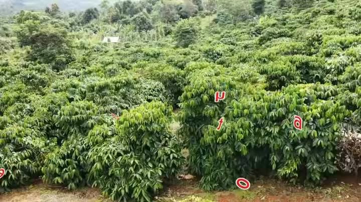 Đất nông nghiệp Trường Xuân 10.000m² giá 1.7 tỷ - Đầu tư sinh lời ổn định!