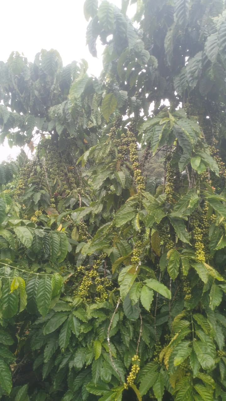 Farm Quảng Sơn Đắk Nông 24000m² giá thỏa thuận - Đầu tư sinh lời tiềm năng!