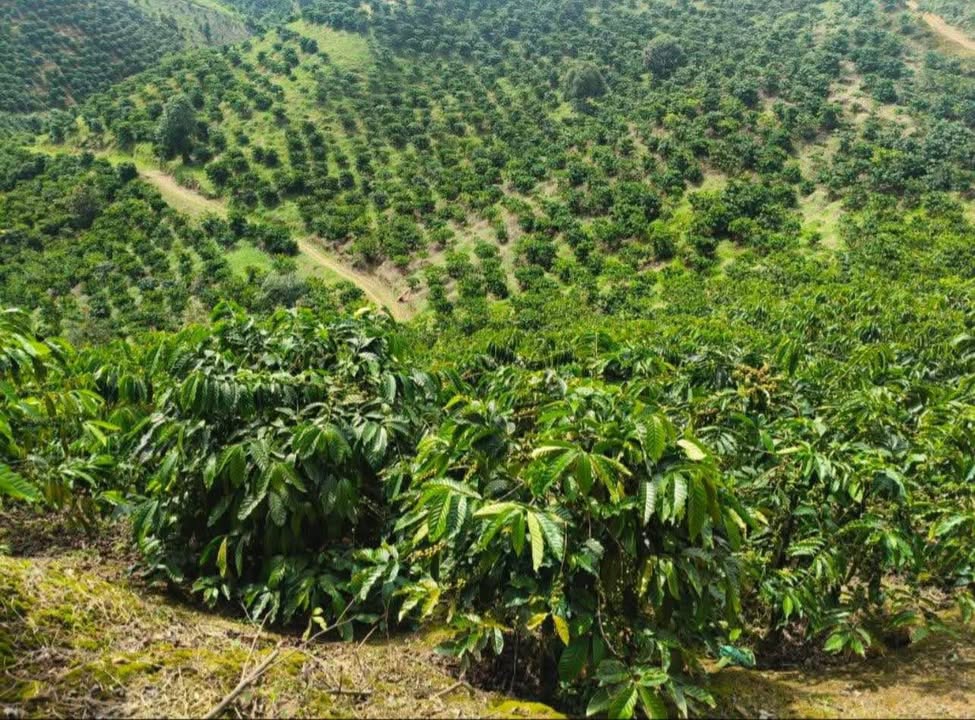 Đất trồng cà phê 100m² tại Đắk Nông giá chỉ 1.65 tỷ - Lợi nhuận ổn định!