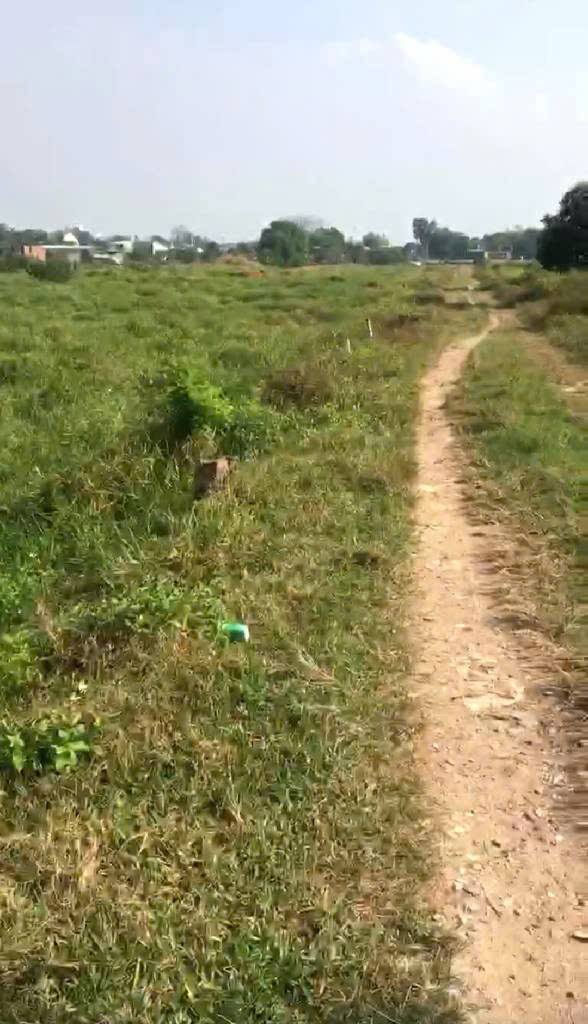 Đất nông nghiệp 7357m² Trần Hải Phụng, Bình Chánh giá chỉ 16 tỷ - Đầu tư sinh lời!