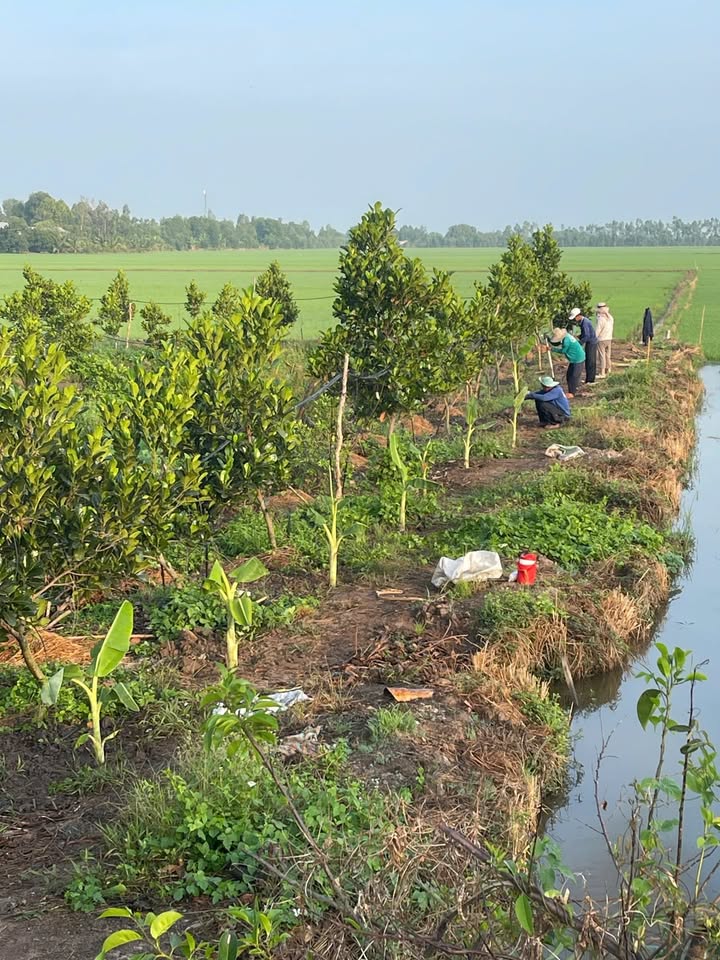 Farm Lương An Trà 97000m² giá 1.843 tỷ - Cơ hội đầu tư hấp dẫn!