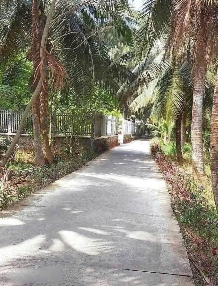 Đất mặt tiền đường Sơn Phú, Bến Tre 1500m² giá chỉ 1.95 tỷ - Sổ đỏ chính chủ!