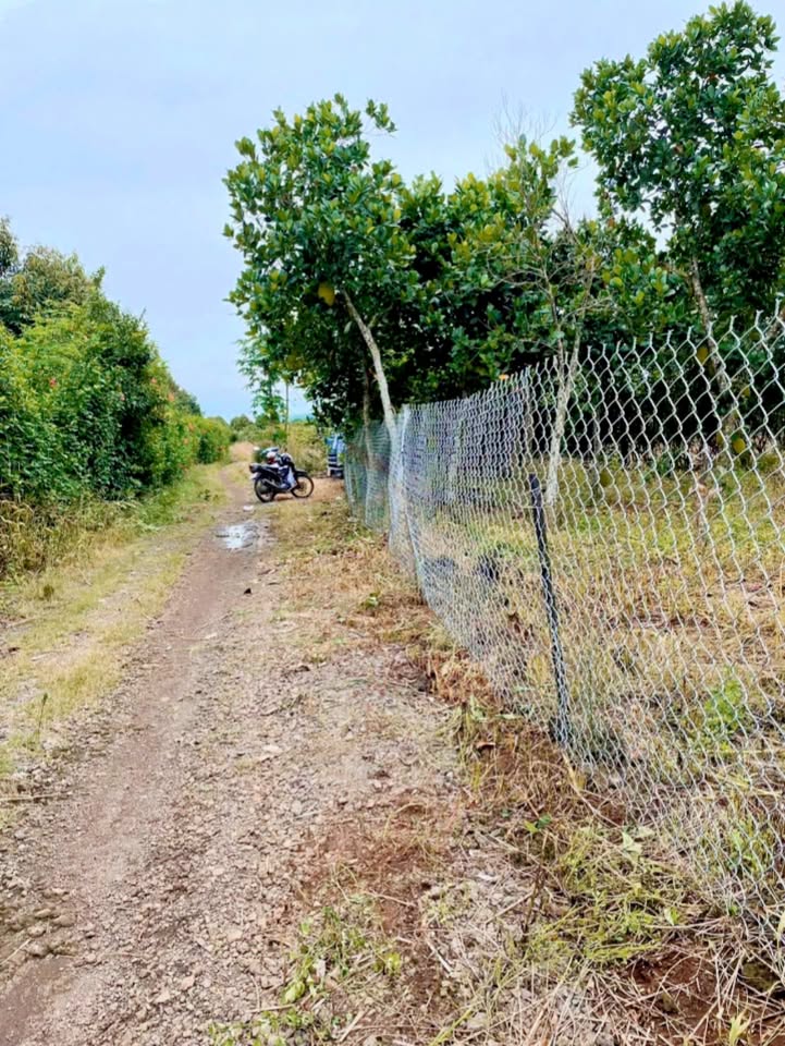 Đất Farm 1 Sào Tại Xã Tân Phú, Đồng Nai - Sổ Đỏ Chính Chủ, Giá Thỏa Thuận!