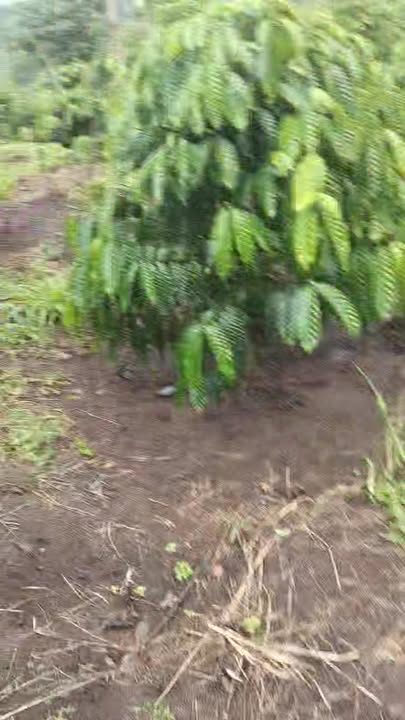 Farm 1ha3 tại Ea Khal, Đắk Lắk chỉ 2.2 tỷ - Đầu tư thu nhập cao!